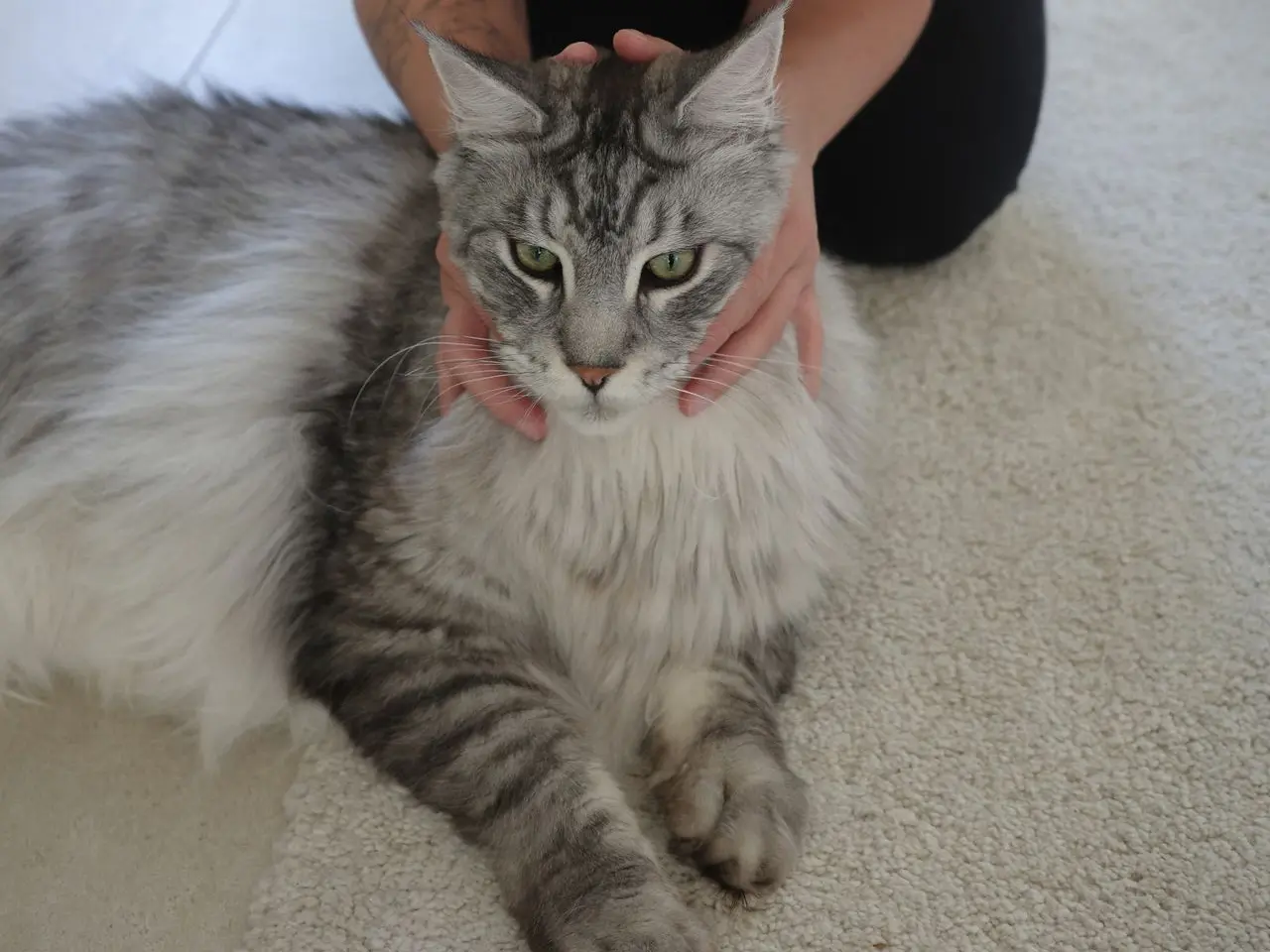 Massage félin à domicile d'un chat à poils longs