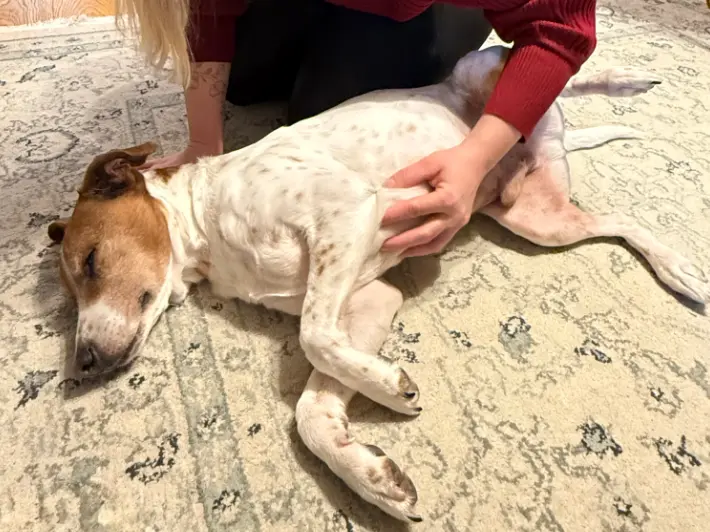 Chien détendu sur le flanc pendant une séance de massage canin