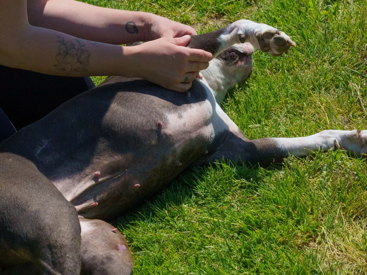 Mobilisation douce des pattes d'un chien couché dans l'herbe