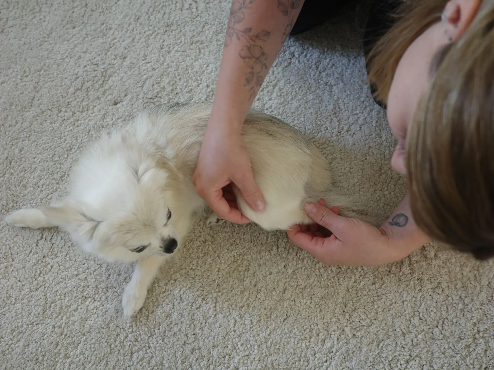 Massage canin à domicile d'un petit chien blanc allongé sur le tapis
