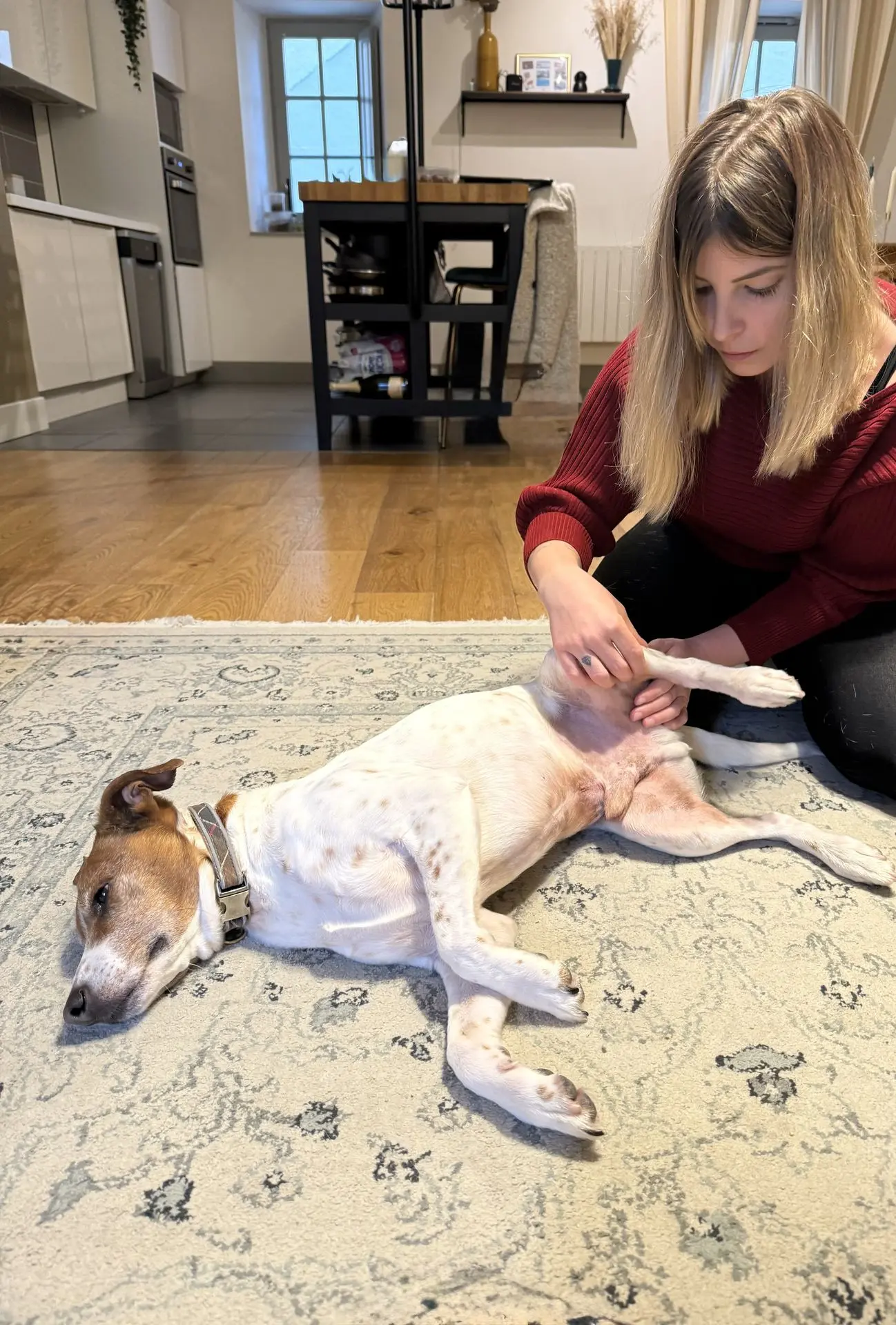 Séance de massage canin à domicile, région de Genève et Vaud