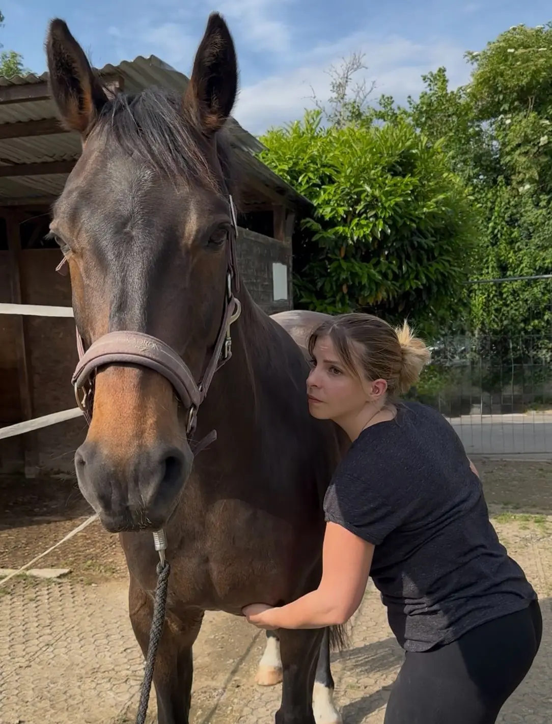 Massage équin : Sarah masse l'épaule d'un cheval bai
