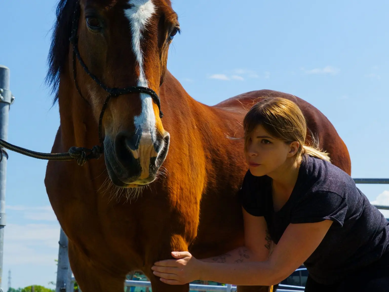 Massage équin du poitrail d'un cheval bai