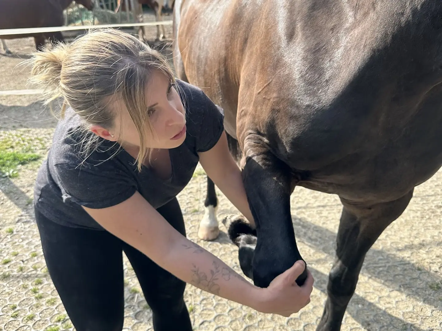 Massage des membres antérieurs d'un cheval à l'écurie