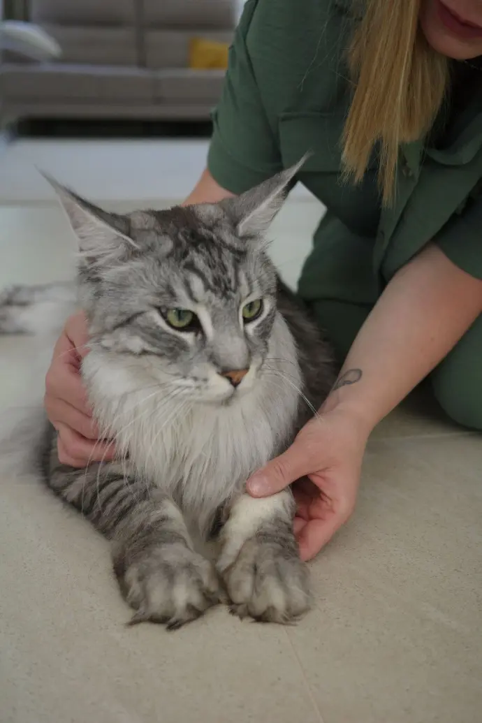 Massage félin d'un chat à poils longs détendu